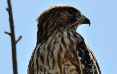 22nd Aug 2015 066.JPG