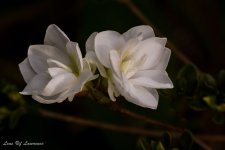 macro bloom-.jpg