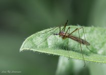 Cranefly set for launch-.jpg