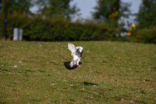 DSC_08523.JPG