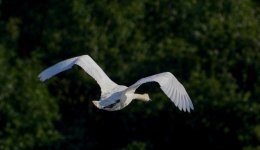 DSC_0287.jpg