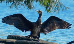 DSC_0563i.jpg