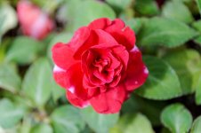 DSC_0058_DxO.jpg