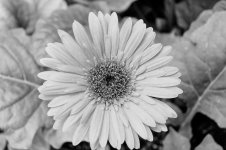 DSC_0065_DxO.jpg