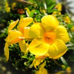 yellow-blossom1-1.jpg