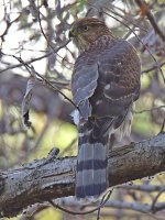 CoopersHawk.jpg