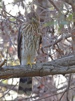 CoopersHawk2.jpg