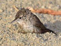 Wren4.jpg