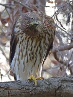 CoopersHawk4.jpg