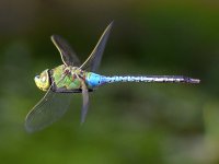DragonFly.jpg