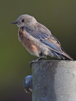 BlueBird5.jpg