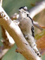 DowneyWoodpecker5.jpg