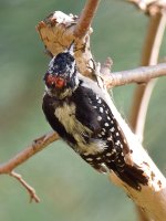 DowneyWoodpecker3.jpg
