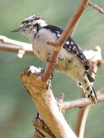 DowneyWoodpecker4.jpg