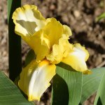 Iris.jpg