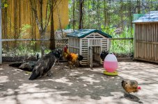 rooster-and-hen-1.jpg