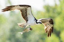 OspFish-99.jpg