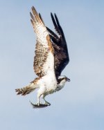 OspFish-100.jpg