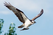 OspFish-101.jpg