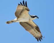 OspFledge-99.jpg