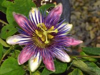 Passiflora3.jpg