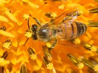Bee.jpg