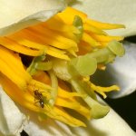 Passiflora2.jpg