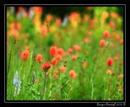 _DSC_3142.jpg