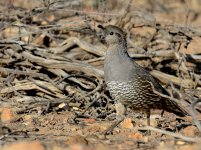 24th Aug 2015 008.JPG