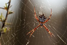 24th Aug 2015 022.JPG