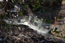 24th Aug 2015 029.JPG