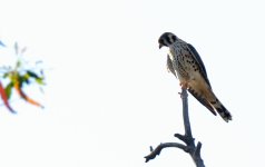 24th Aug 2015 033.JPG