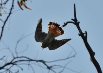 24th Aug 2015 035.JPG