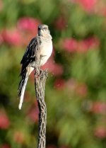 24th Aug 2015 036.JPG