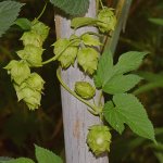 Hops.jpg