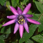 Passiflora4.jpg