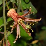 Passiflora2.jpg