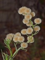 SeedHead3.jpg
