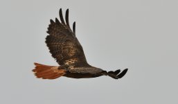 25th Aug 2015 004.JPG