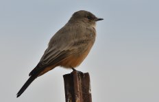 25th Aug 2015 012.JPG