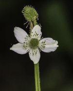 _DSC7620.jpg
