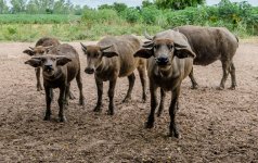 danei-farm-part-1-14.jpg