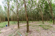 danei-farm-part-4-1.jpg