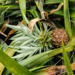 danei-farm-part-6-6.jpg
