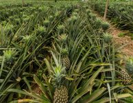 danei-farm-part-6-8.jpg