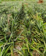 danei-farm-part-6-11.jpg