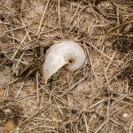 danei-farm-part-6-39.jpg
