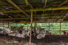 danei-farm-part-6-43.jpg