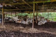 danei-farm-part-6-44.jpg