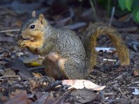 Squirrel.jpg